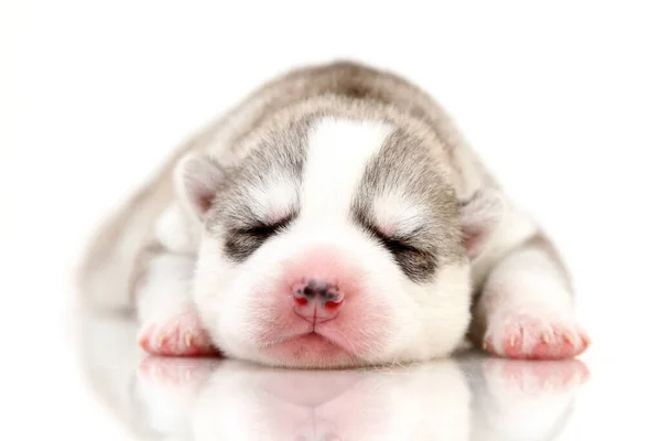 Schattige Siberische Husky Puppy Witte Achtergrond — Stockfoto