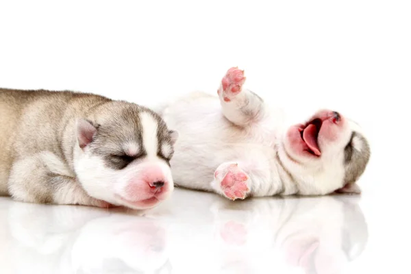 Entzückende Siberian Husky Welpen Auf Weißem Hintergrund — Stockfoto