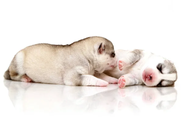 白い背景に愛らしいシベリアハスキー子犬 — ストック写真