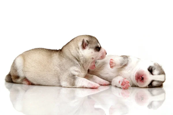 Adorables Cachorros Husky Siberianos Sobre Fondo Blanco —  Fotos de Stock