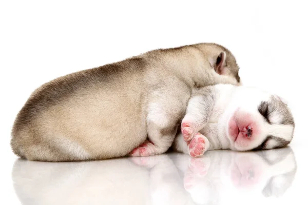 Adorables Cachorros Husky Siberianos Sobre Fondo Blanco — Foto de Stock