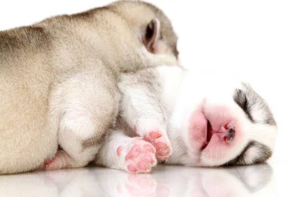 Beyaz Arka Planda Sevimli Sibirya Husky Yavruları — Stok fotoğraf