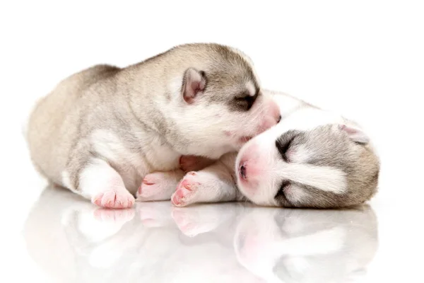 Anjing Husky Siberia Yang Manis Dengan Latar Belakang Putih — Stok Foto