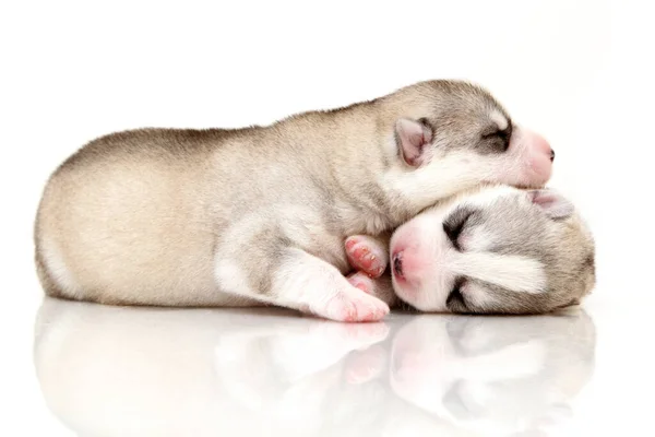 Schattige Siberische Husky Pups Witte Achtergrond — Stockfoto