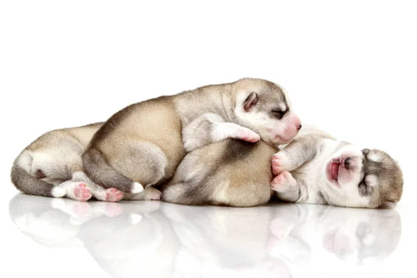Adorável Siberiano Husky Filhotes Fundo Branco — Fotografia de Stock