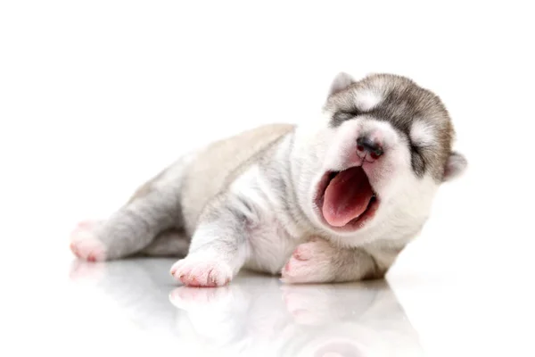 Adorable Siberian Husky Puppy White Background — Stock Photo, Image