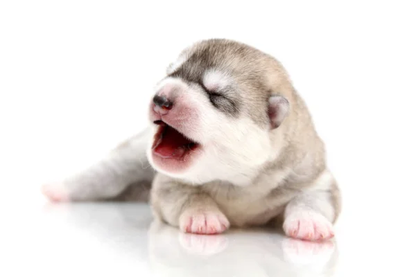 Adorable Siberian Husky Puppy White Background — Stock Photo, Image