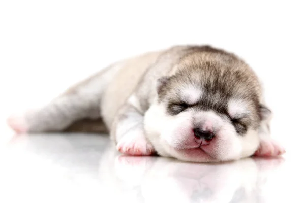 Schattige Siberische Husky Puppy Witte Achtergrond — Stockfoto