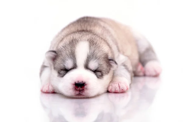 Schattige Siberische Husky Puppy Witte Achtergrond — Stockfoto