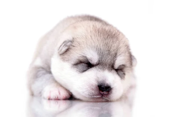 Adorable Siberian Husky Puppy White Background — Stock Photo, Image