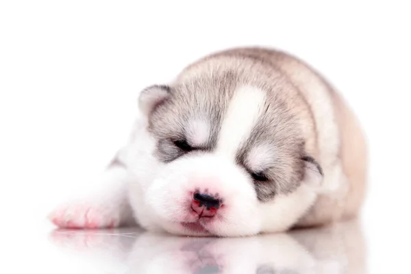 Schattige Siberische Husky Puppy Witte Achtergrond — Stockfoto