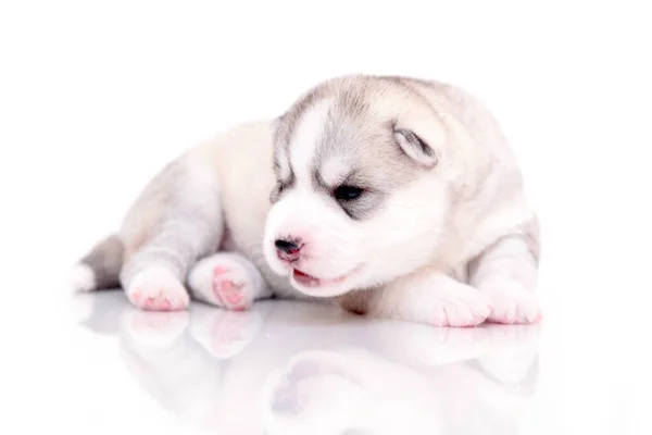 Adorável Siberian Husky Filhote Cachorro Fundo Branco — Fotografia de Stock