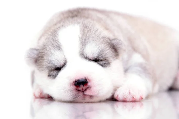 Schattige Siberische Husky Puppy Witte Achtergrond — Stockfoto