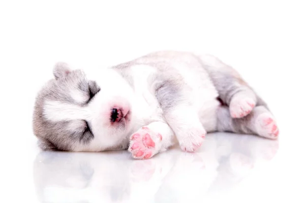 Schattige Siberische Husky Puppy Witte Achtergrond — Stockfoto