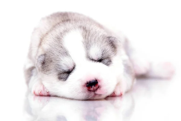 Adorable Cachorro Husky Siberiano Sobre Fondo Blanco — Foto de Stock