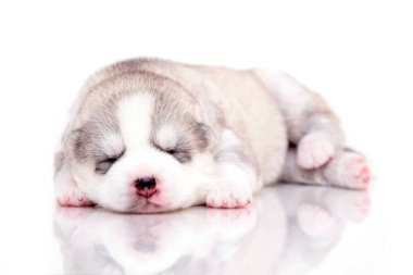 Beyaz arka planda sevimli Sibirya Husky köpeği