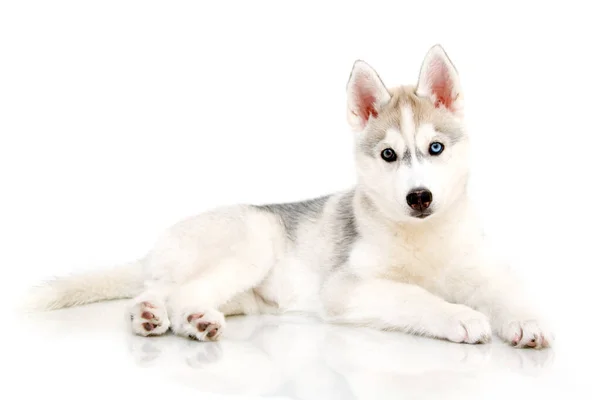 Adorable Cachorro Husky Siberiano Sobre Fondo Blanco — Foto de Stock