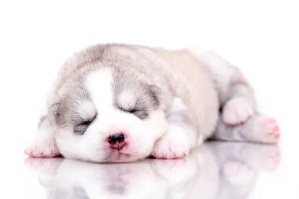 Schattige Siberische Husky Puppy Witte Achtergrond — Stockfoto