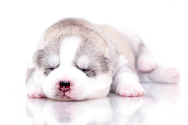 Adorabile Cucciolo Siberiano Husky Sfondo Bianco — Foto Stock