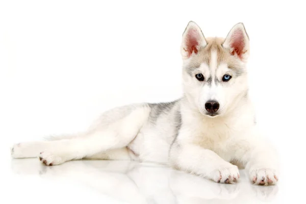 Entzückender Siberian Husky Welpe Auf Weißem Hintergrund — Stockfoto