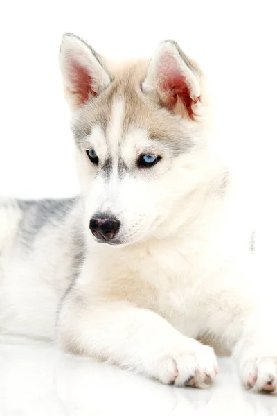 Adorabile Cucciolo Siberiano Husky Sfondo Bianco — Foto Stock