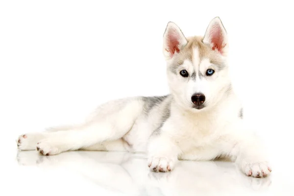 Adorable Cachorro Husky Siberiano Sobre Fondo Blanco —  Fotos de Stock