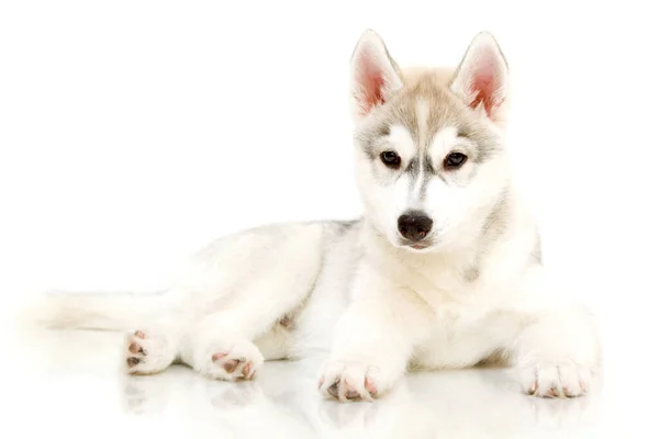 Entzückender Siberian Husky Welpe Auf Weißem Hintergrund — Stockfoto