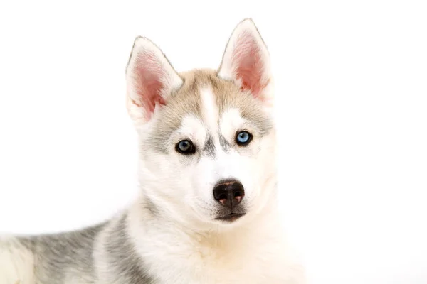 Adorable Siberian Husky Puppy White Background — Stock Photo, Image