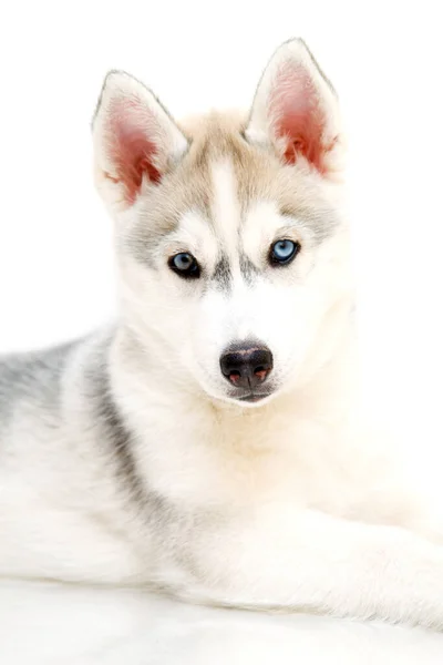 Adorabil Siberian Husky Catelus Fundal Alb — Fotografie, imagine de stoc