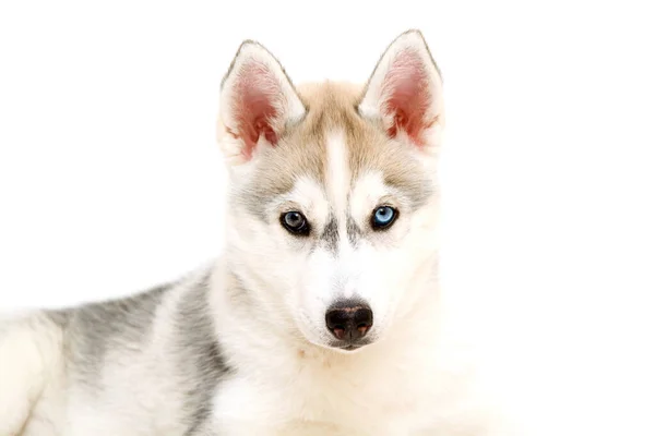 Adorável Siberian Husky Filhote Cachorro Fundo Branco — Fotografia de Stock