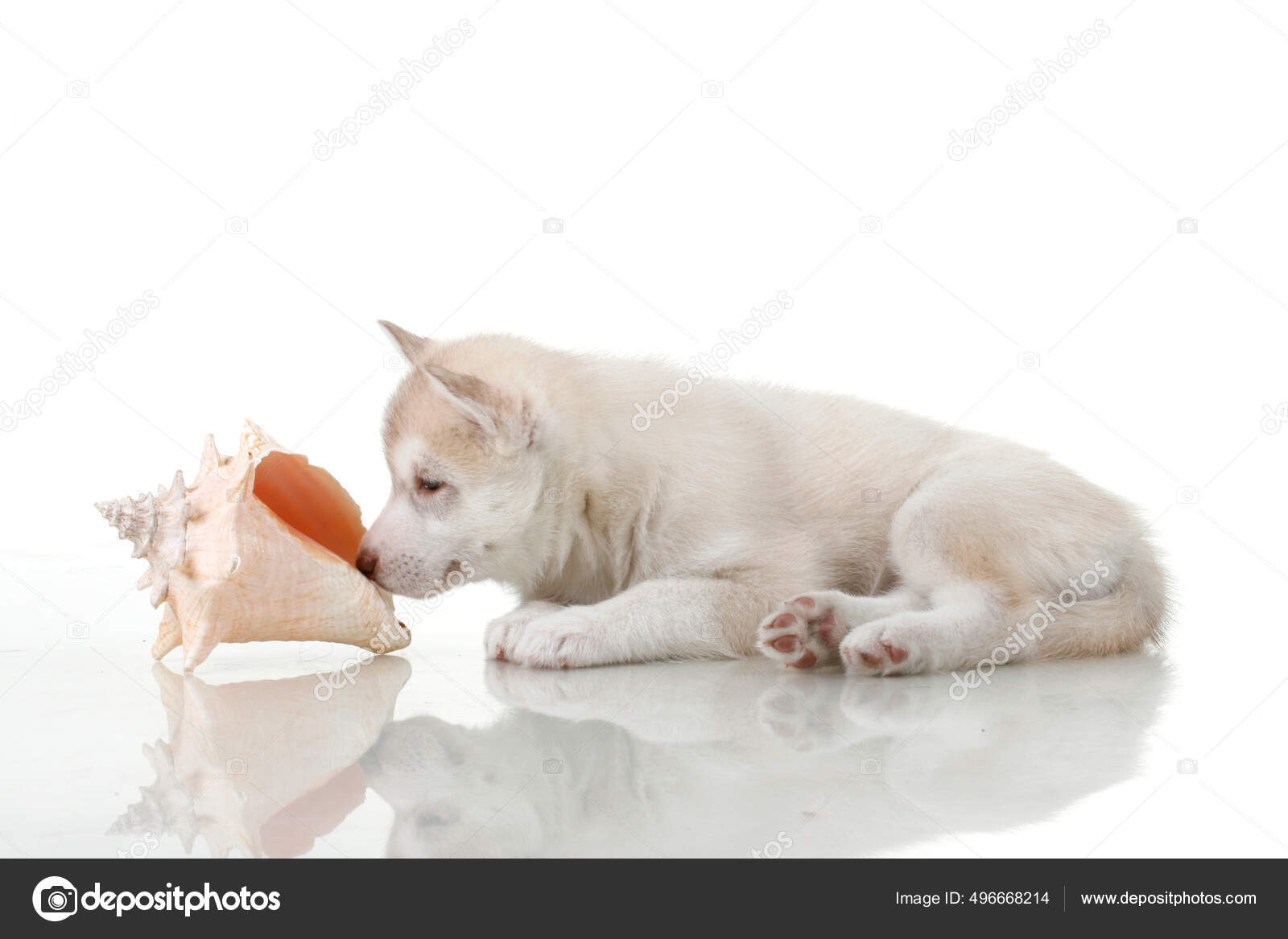 Adorable Siberian Husky Puppy Sea Shell White Background — Stock Photo ...