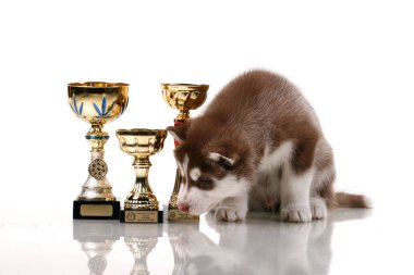 Ödüllü sevimli Sibirya Husky köpeği.