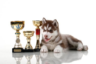 Ödüllü sevimli Sibirya Husky köpeği.