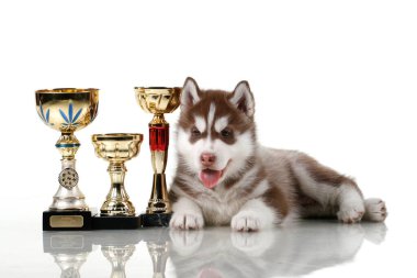 Ödüllü sevimli Sibirya Husky köpeği.