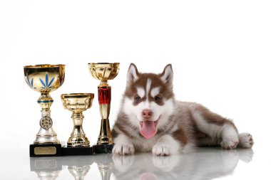 Ödüllü sevimli Sibirya Husky köpeği.