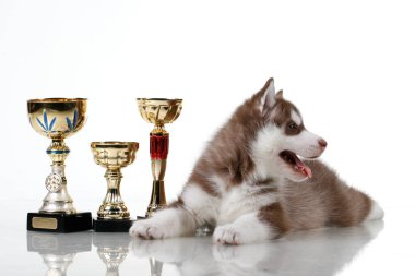 Ödüllü sevimli Sibirya Husky köpeği.