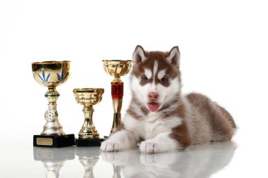 Ödüllü sevimli Sibirya Husky köpeği.