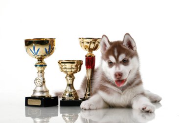 Ödüllü sevimli Sibirya Husky köpeği.