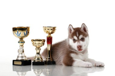 Ödüllü sevimli Sibirya Husky köpeği.