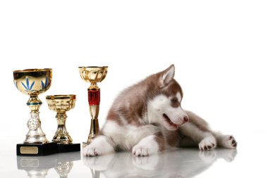 Ödüllü sevimli Sibirya Husky köpeği.