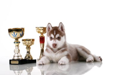 Ödüllü sevimli Sibirya Husky köpeği.