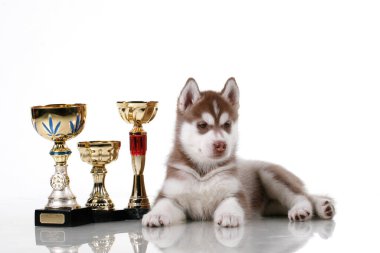 Ödüllü sevimli Sibirya Husky köpeği.