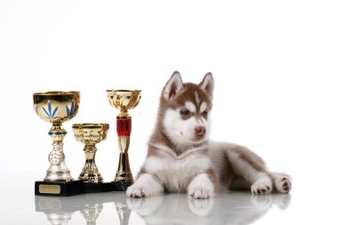 Ödüllü sevimli Sibirya Husky köpeği.