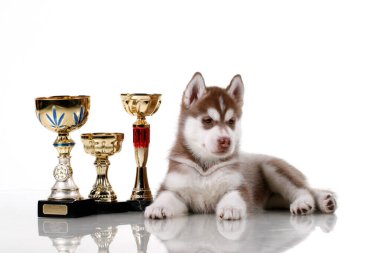 Ödüllü sevimli Sibirya Husky köpeği.