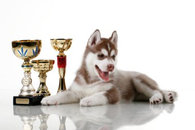 Ödüllü sevimli Sibirya Husky köpeği.