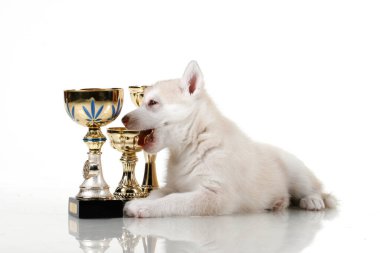 Ödüllü sevimli Sibirya Husky köpeği.