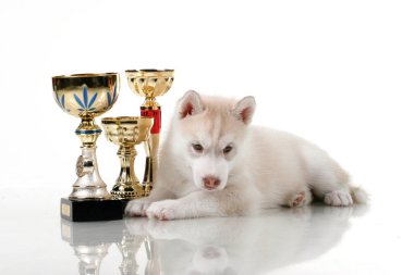 Ödüllü sevimli Sibirya Husky köpeği.