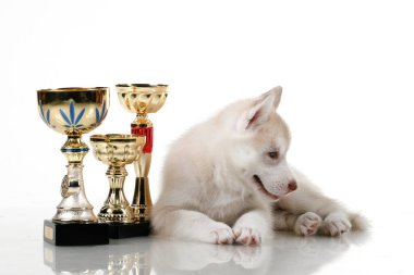 Ödüllü sevimli Sibirya Husky köpeği.