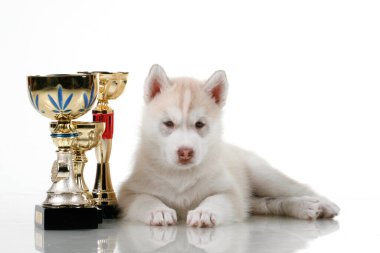 Ödüllü sevimli Sibirya Husky köpeği.