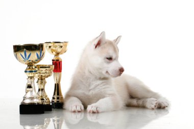 Ödüllü sevimli Sibirya Husky köpeği.